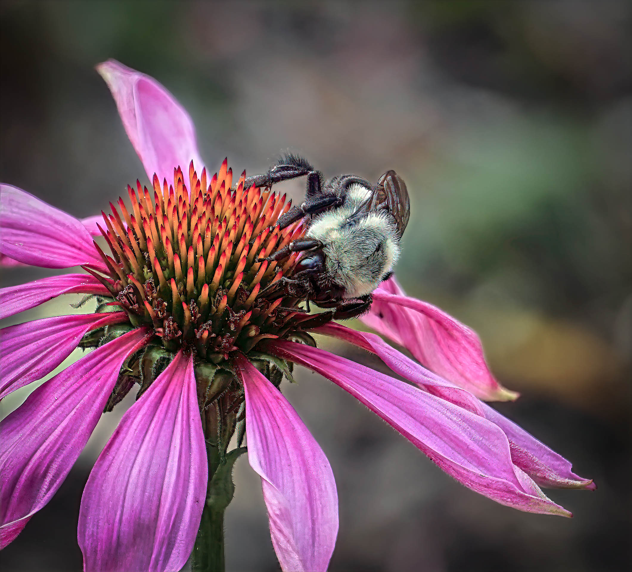 Assigned Pictorial 1st Lazy bumblebee on coneflower   by  Diane Sandler.jpg